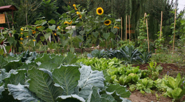 Terapia orticolturale